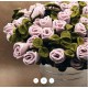 Roses et Eucalyptus Feutrine 100% naturelles
