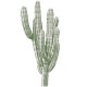 Grand Cactus finger