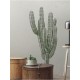 Grand Cactus finger