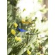 Hirondelle Céramique Volage rose fluo bleu outremer- Monochromic