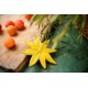 Janis - Fleur d'Anis Etoilé céramique - Monochromic